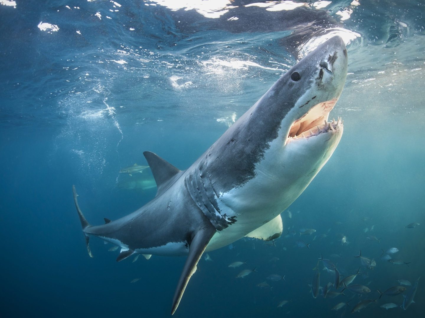 Great White Shark with the afternoon light in its open jaws. Taken at the Neptune Islands, Spencer Gulf, South Australia.