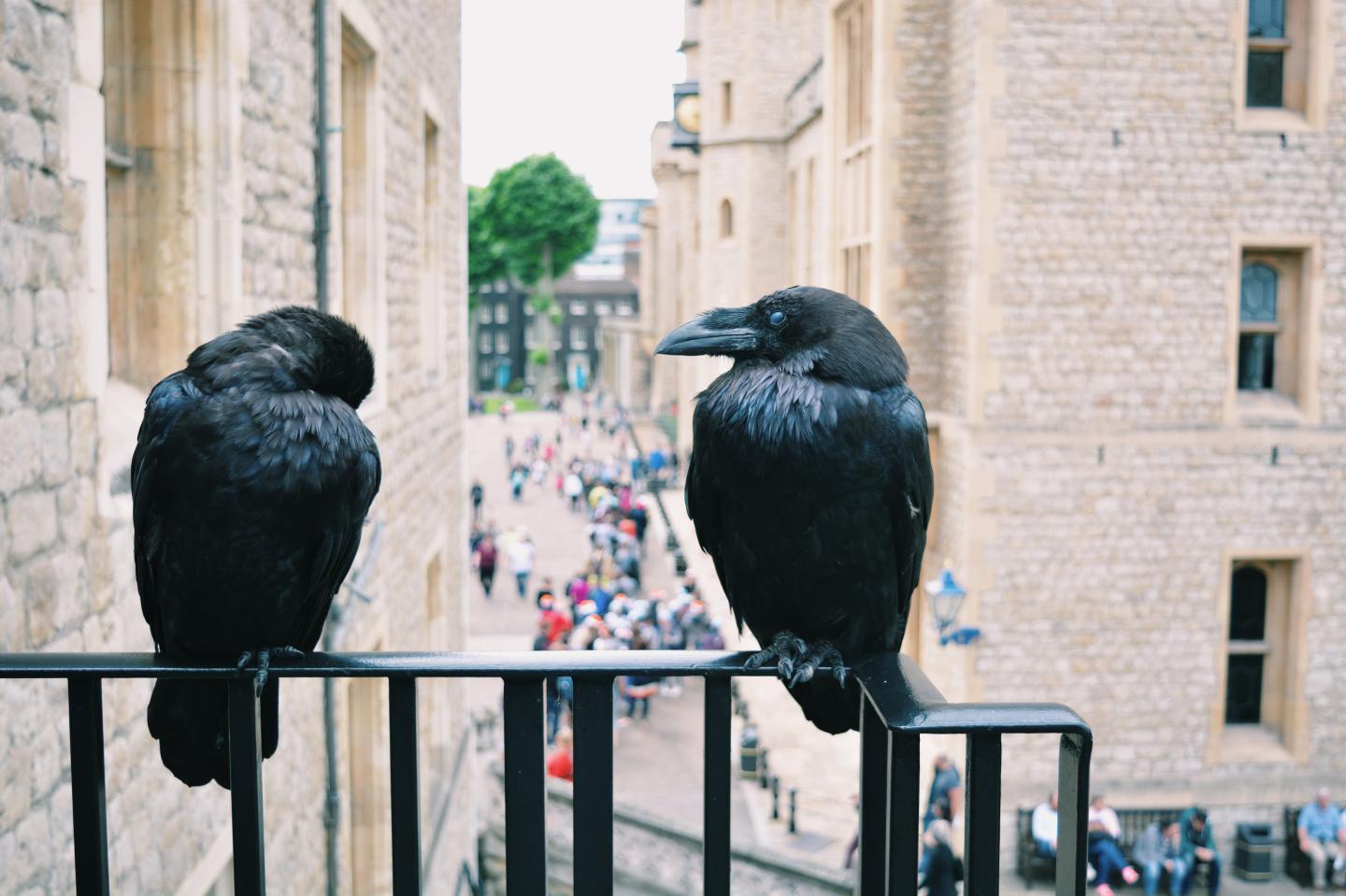 Two ravens sitting together.