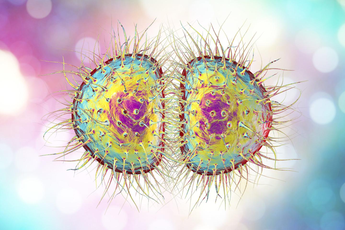 A ‘super strain’ of gonorrhea circulating in the U.S. is so powerful that it can evade many antibiotics used to treat it, experts say