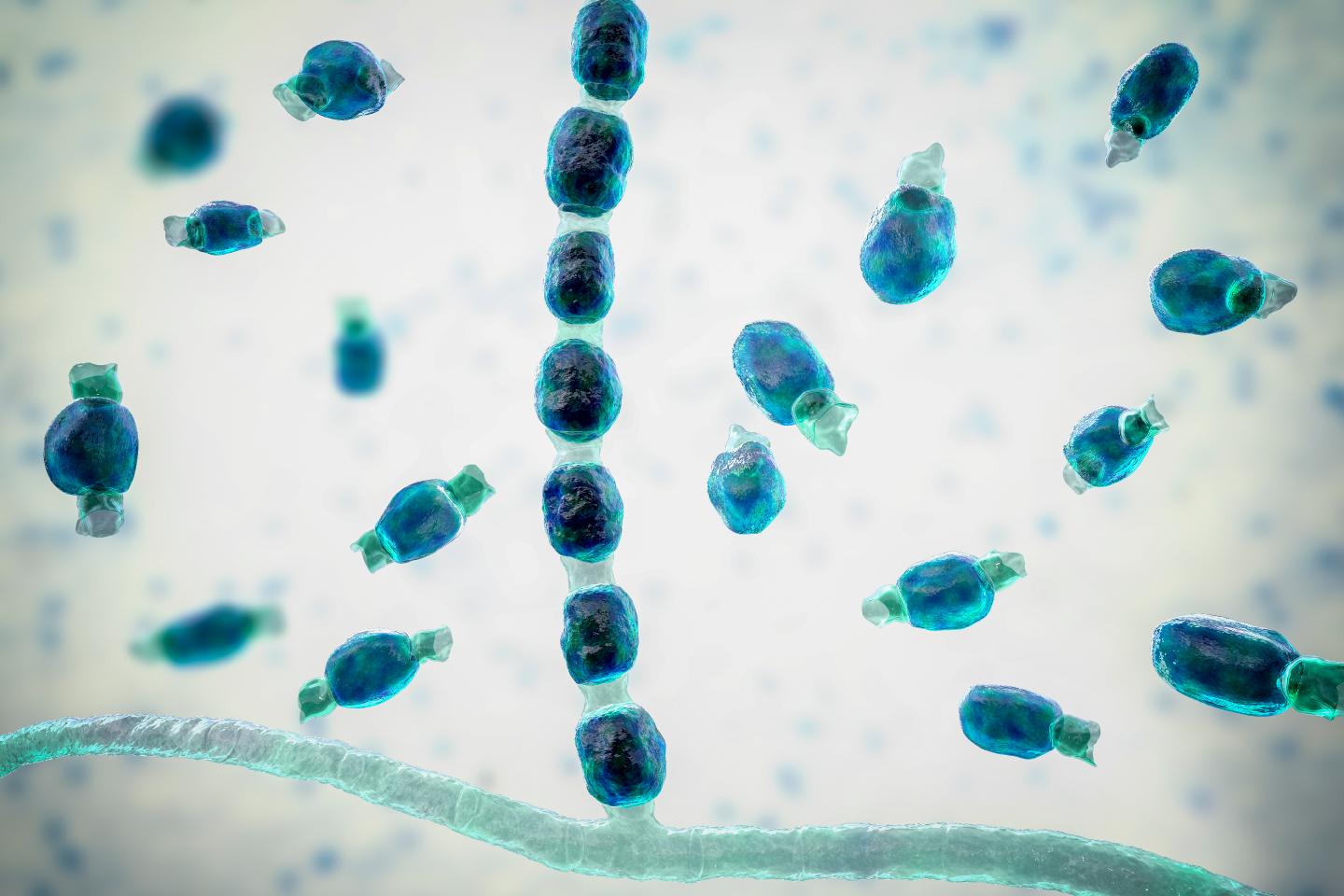 Microscopic view of Coccidioidomycosis fungus