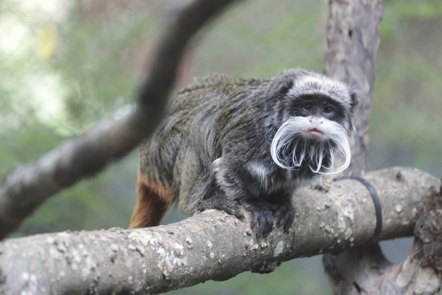 Emperor tamarin monkey