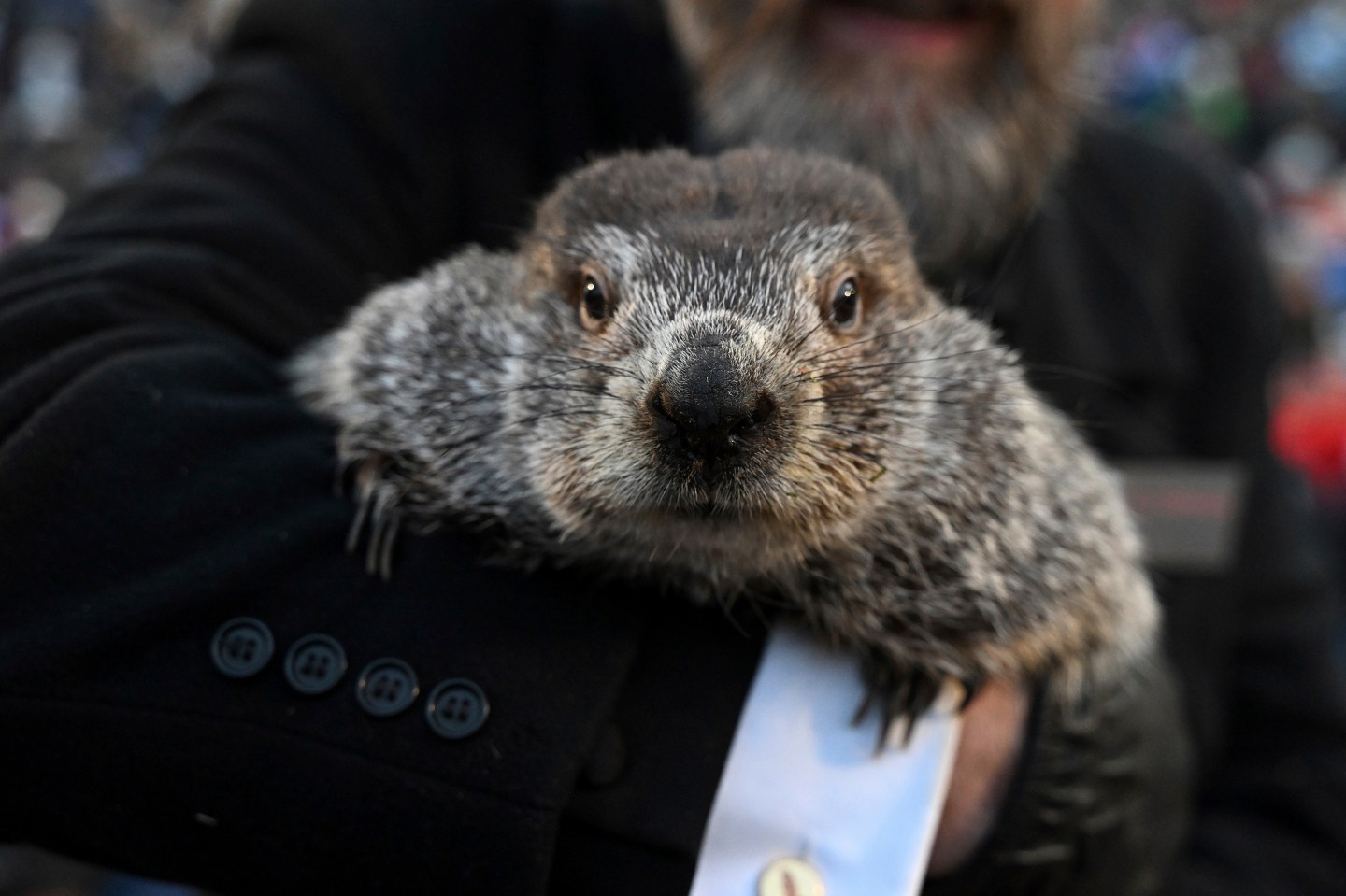 Punxsutawney Phil