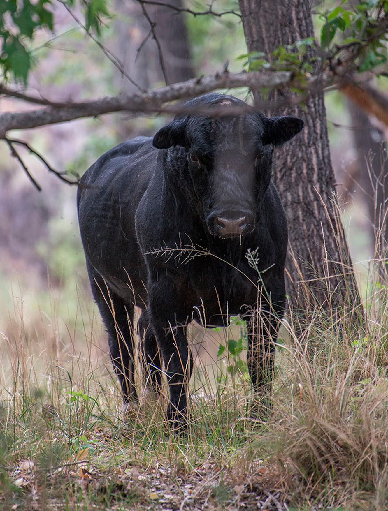 Feral cow