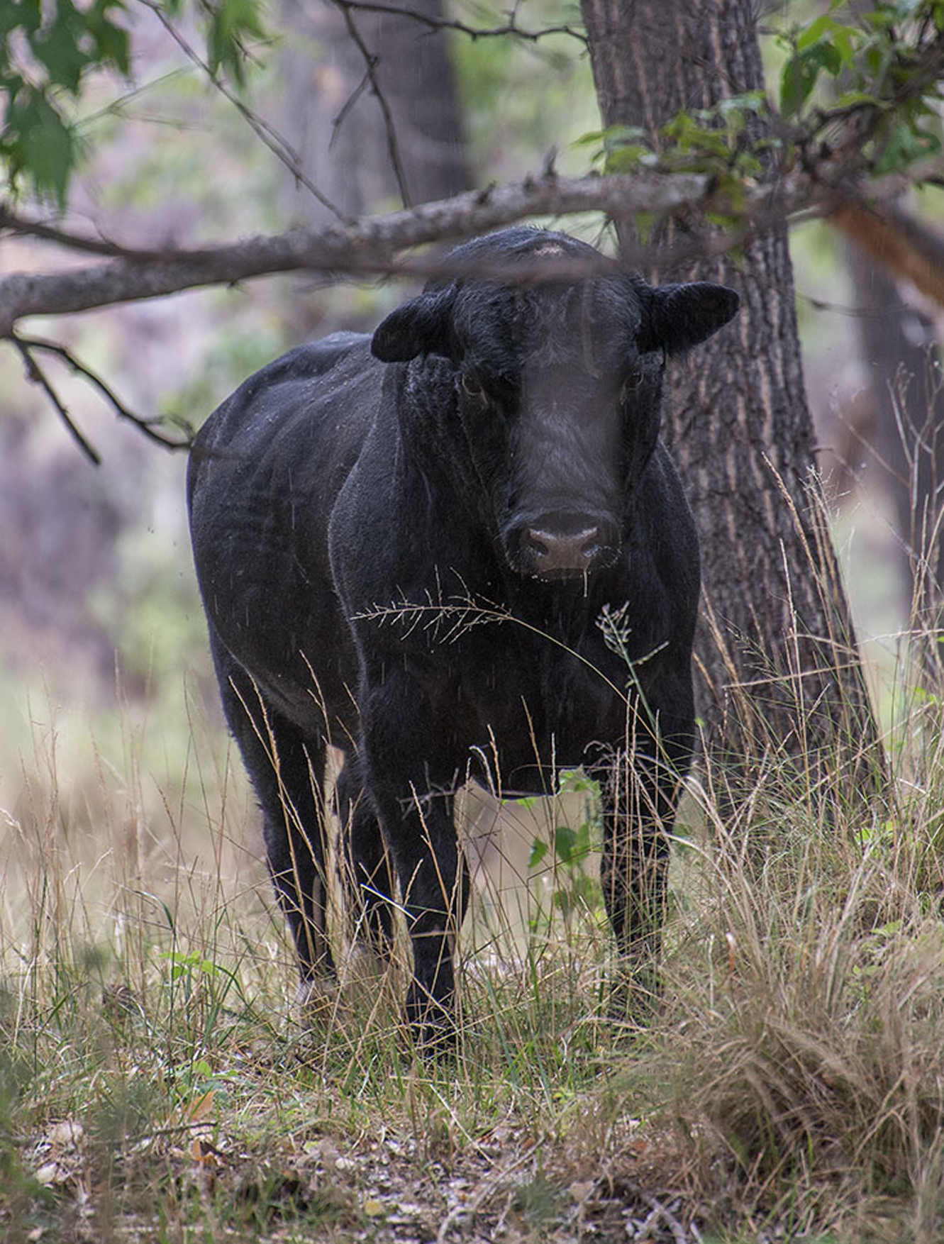 Feral cow