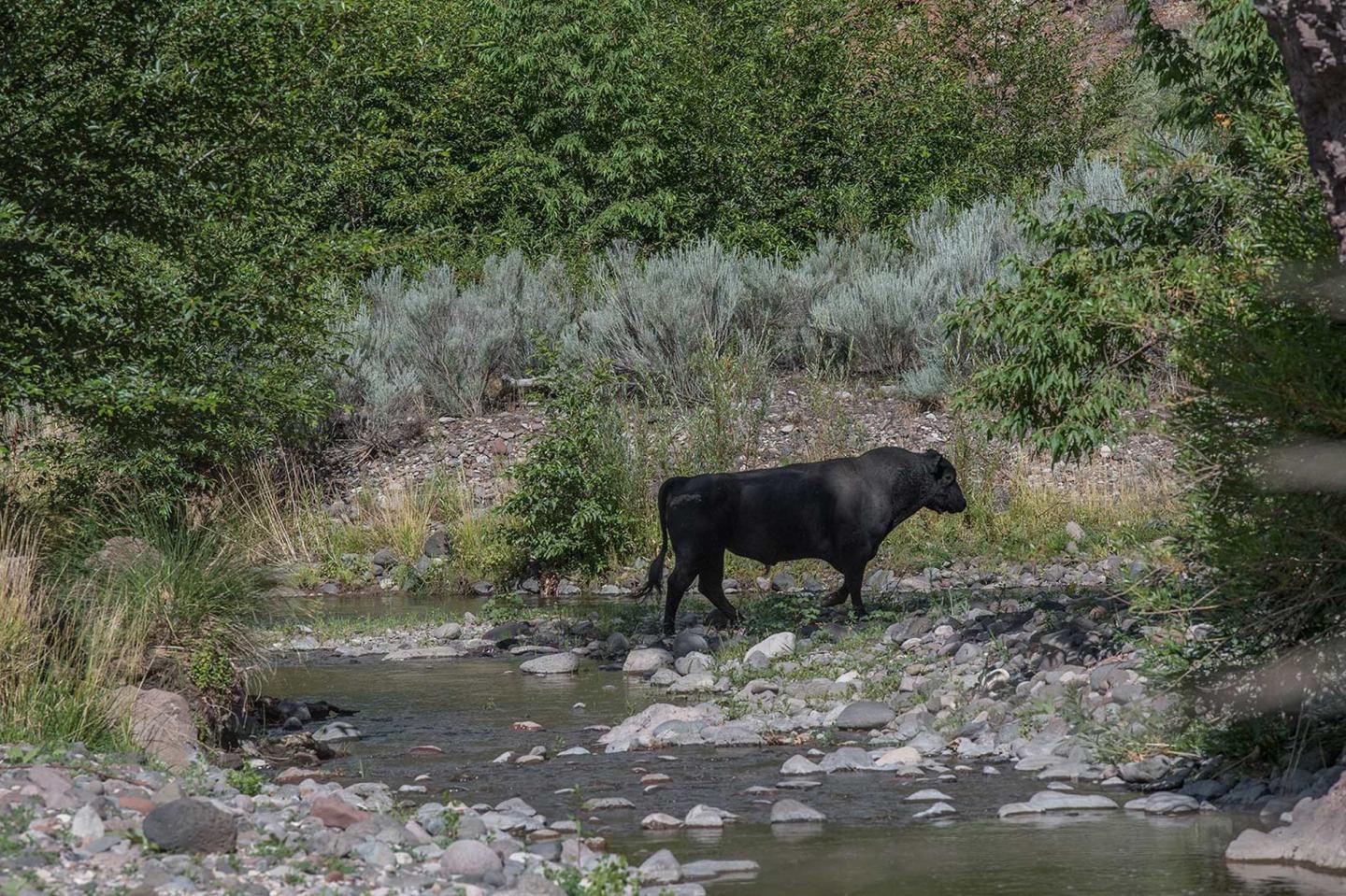 The government is now allowed to shoot up to 150 wild cattle with rifles from a helicopter after ranchers tried to stop it arguing animal cruelty