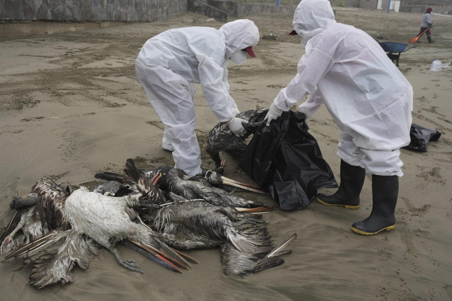 Bird flu pelicans
