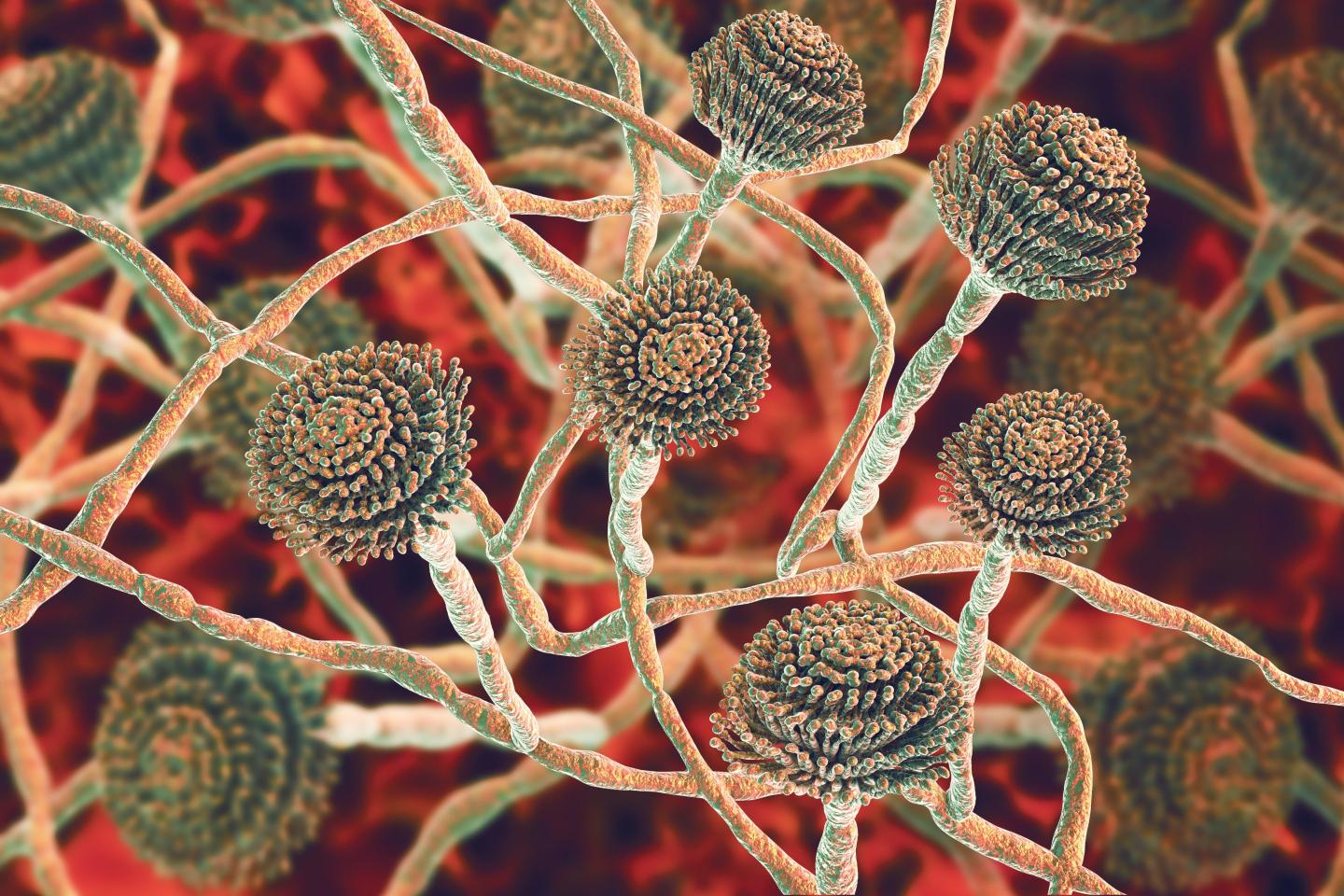 It’s not just ‘The Last of Us.’ Fungal infections really are a ‘major threat’ to public health, the WHO says