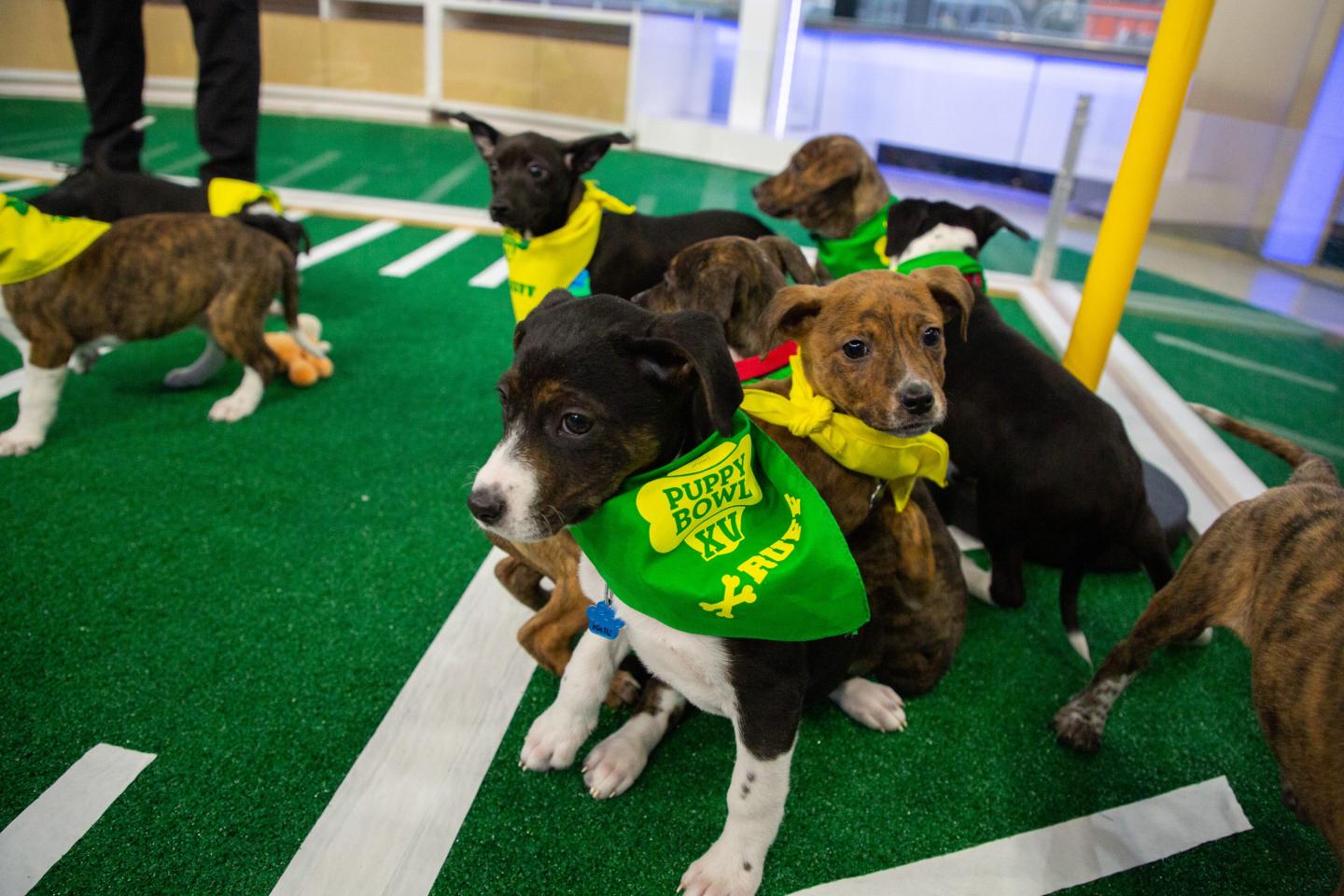 How to watch Puppy Bowl XIX live online for free—without cable