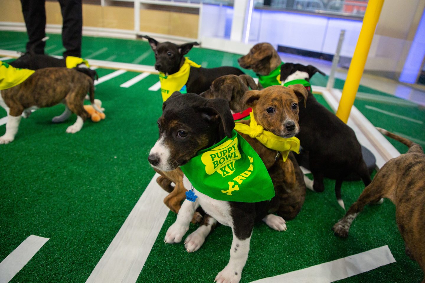 Puppy Bowl 2023 will kick off at 2:00 p.m. ET on Sunday.