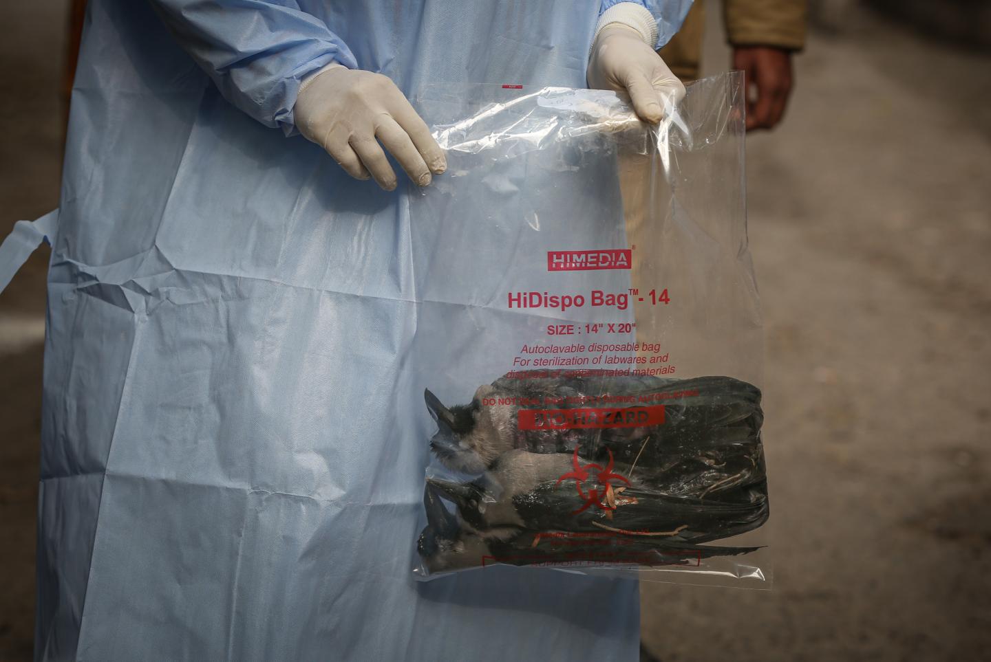 Bird flu has reportedly killed a Cambodian girl and sickened others. What you need to know about H5N1