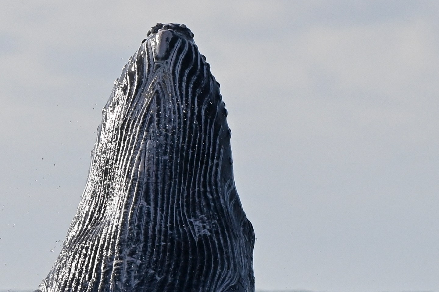 A humpback whale surfaces.