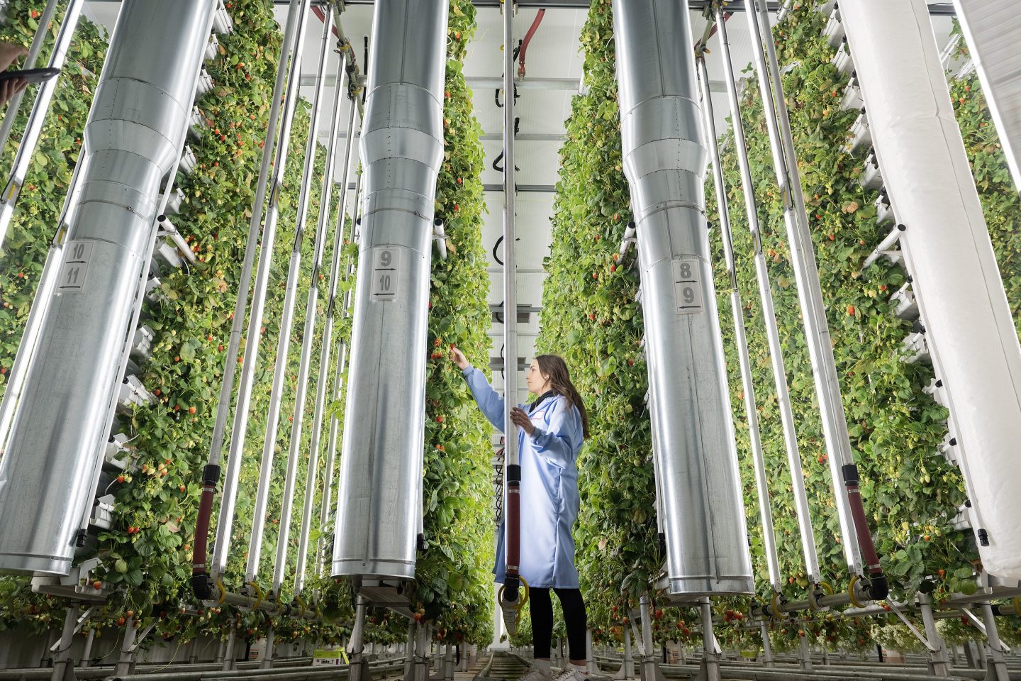 A vertical strawberry farm in Quebec, Canada.