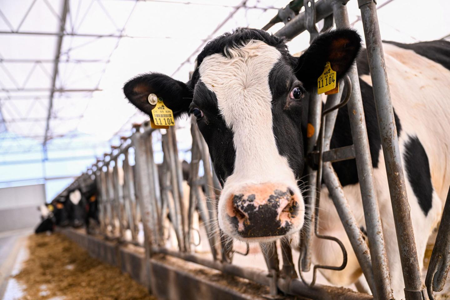 To save the planet, must you stop eating burgers? This animal health company CEO says no