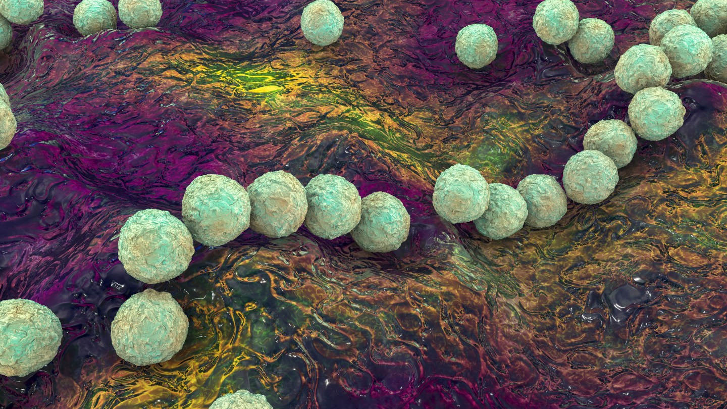 A 3D computer illustration of group S strep. The bacteria is back on parents’ radar after an 11-year-old U.S. boy reportedly died of a bacterial infection after being injured at the gym.