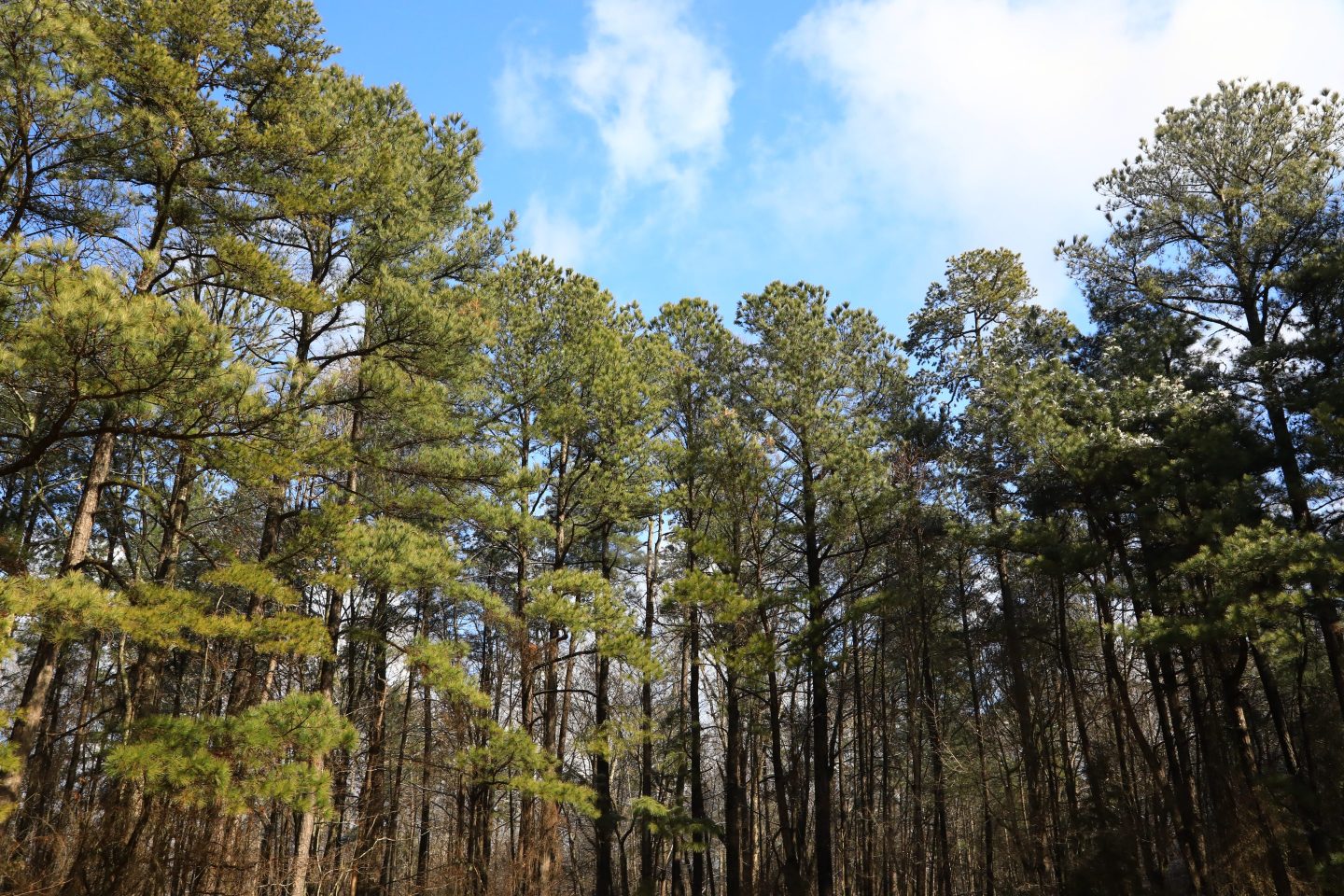 Pine trees against a blue sky background