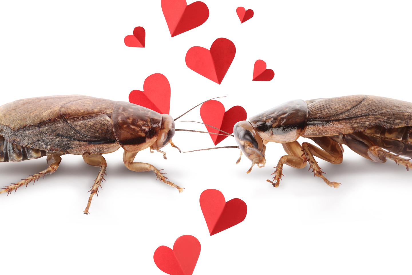 Two cockroaches looking at each other over hearts.