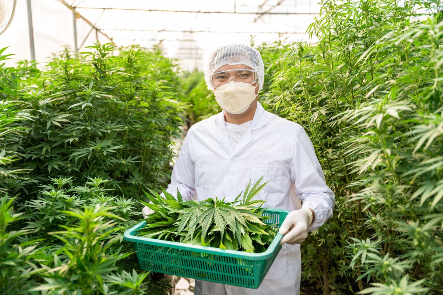 The CBD can be an incredible health treatment, but it’s not a cure-all—One pharmacologist separates the truth from the hype