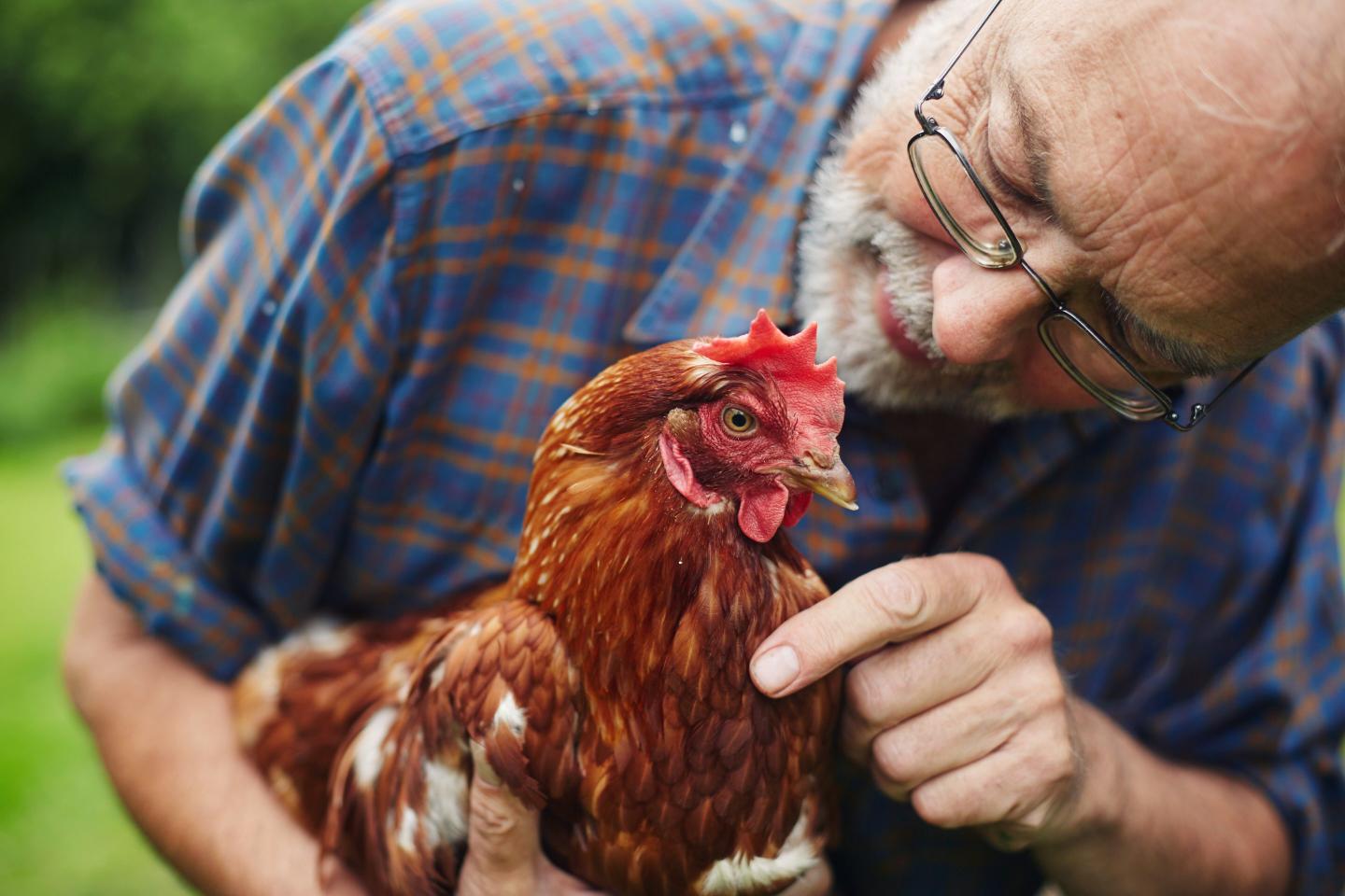 Chicken farmer