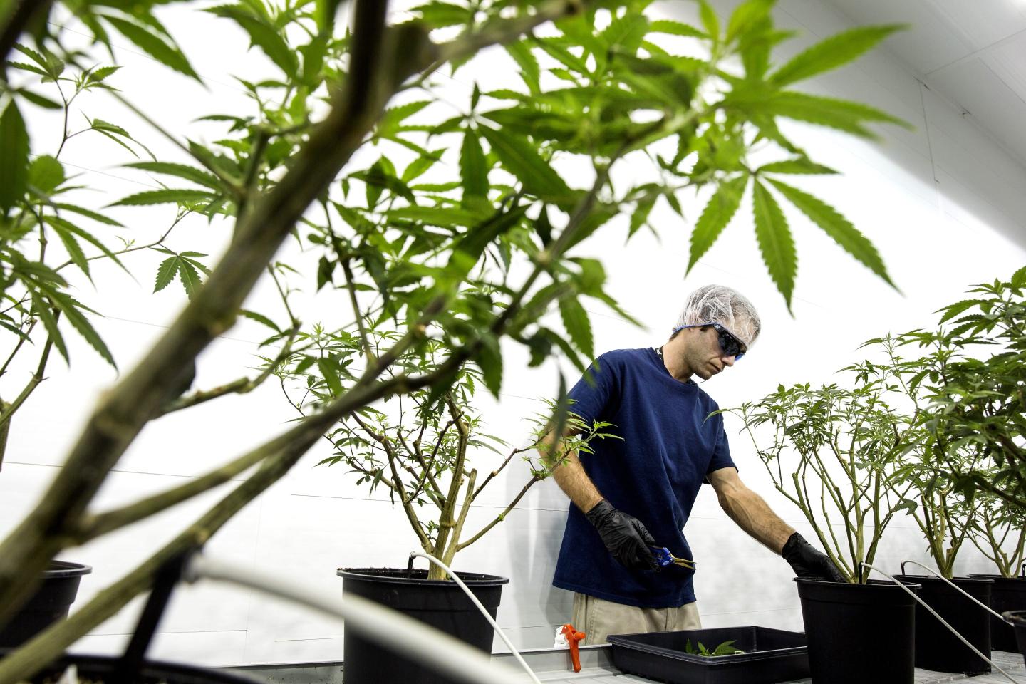 Cannabis giant to slash its workforce by 60% as the legal pot industry’s recent boom goes bust amid a haze of fingerpointing