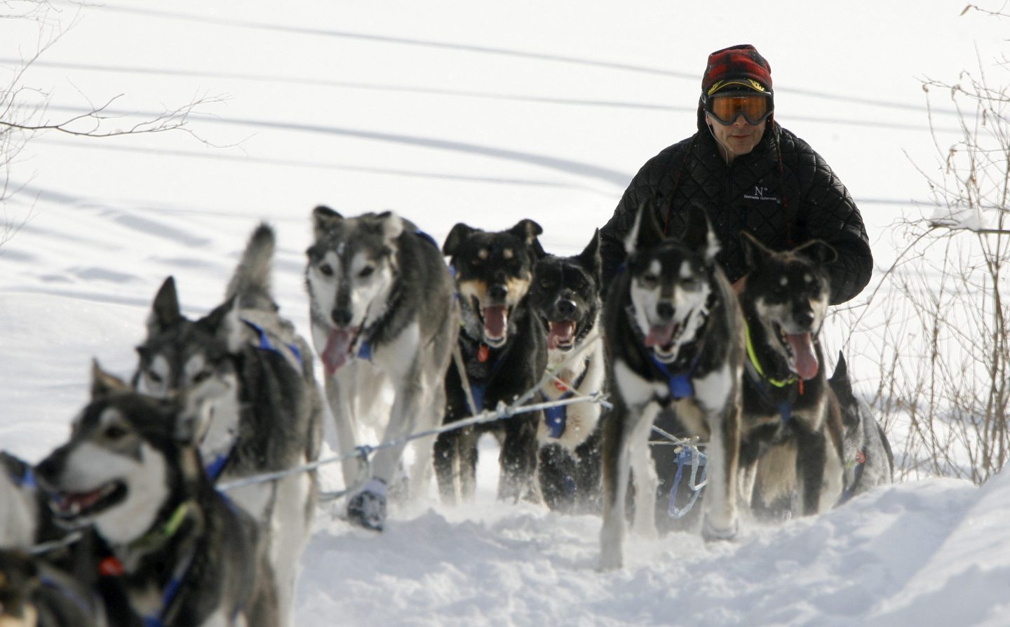 Martin Buser drives his team off of the Takotna River and into the Takotna, Alaska, checkpoint on the Iditarod Trail Sled Dog Race on March 11, 2009.