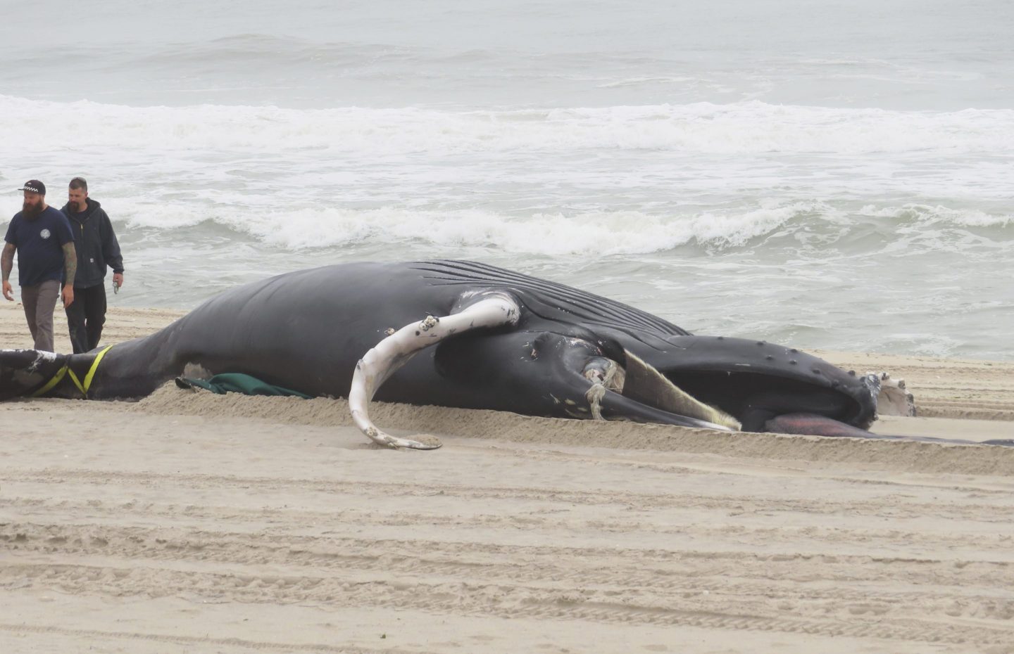Dead whale in New Jersey