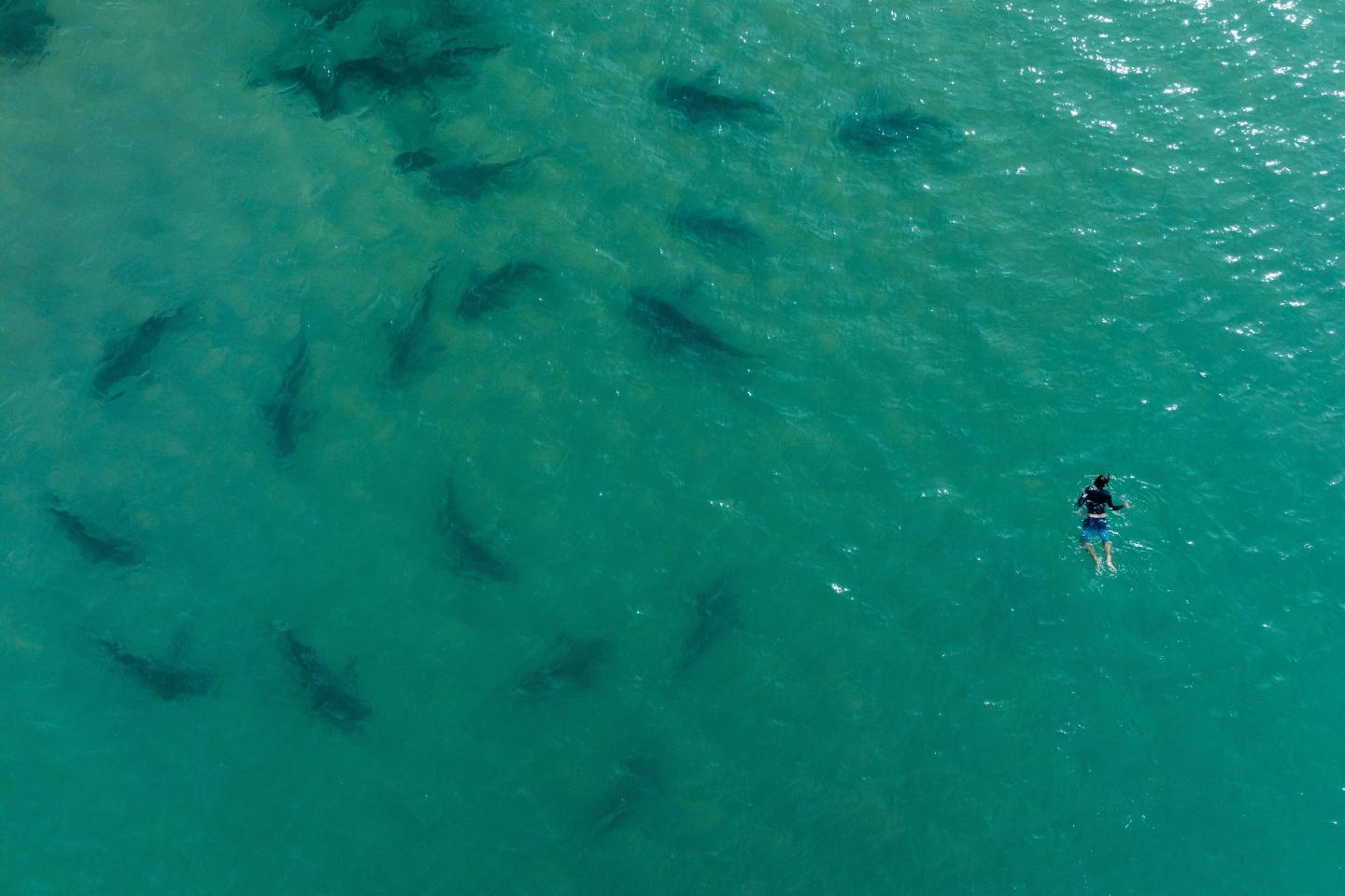 Sandbar sharks swim next to a person snorkeling in the Mediterranean Sea off the coast of Hadera, Israel, Monday, Nov. 21, 2022.