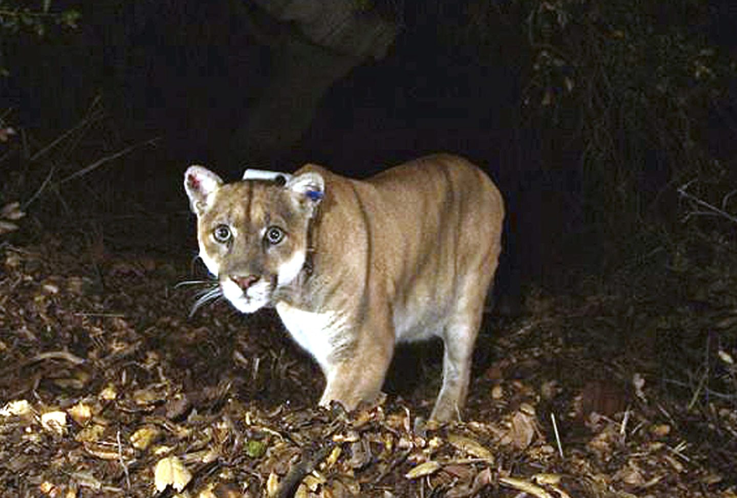 Mountain lion P-22
