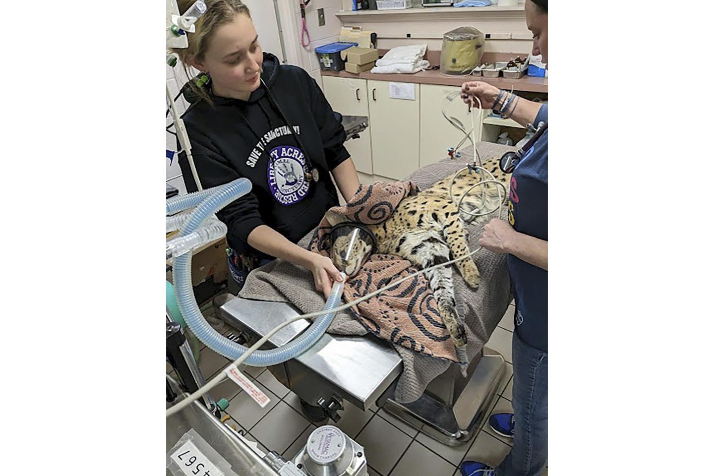 Cincinnati African serval cat