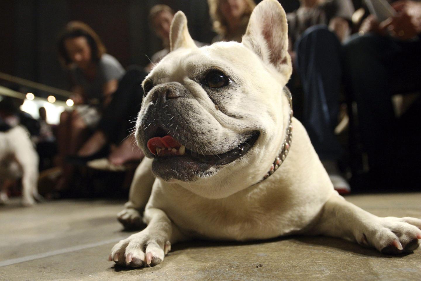 French Bulldogs