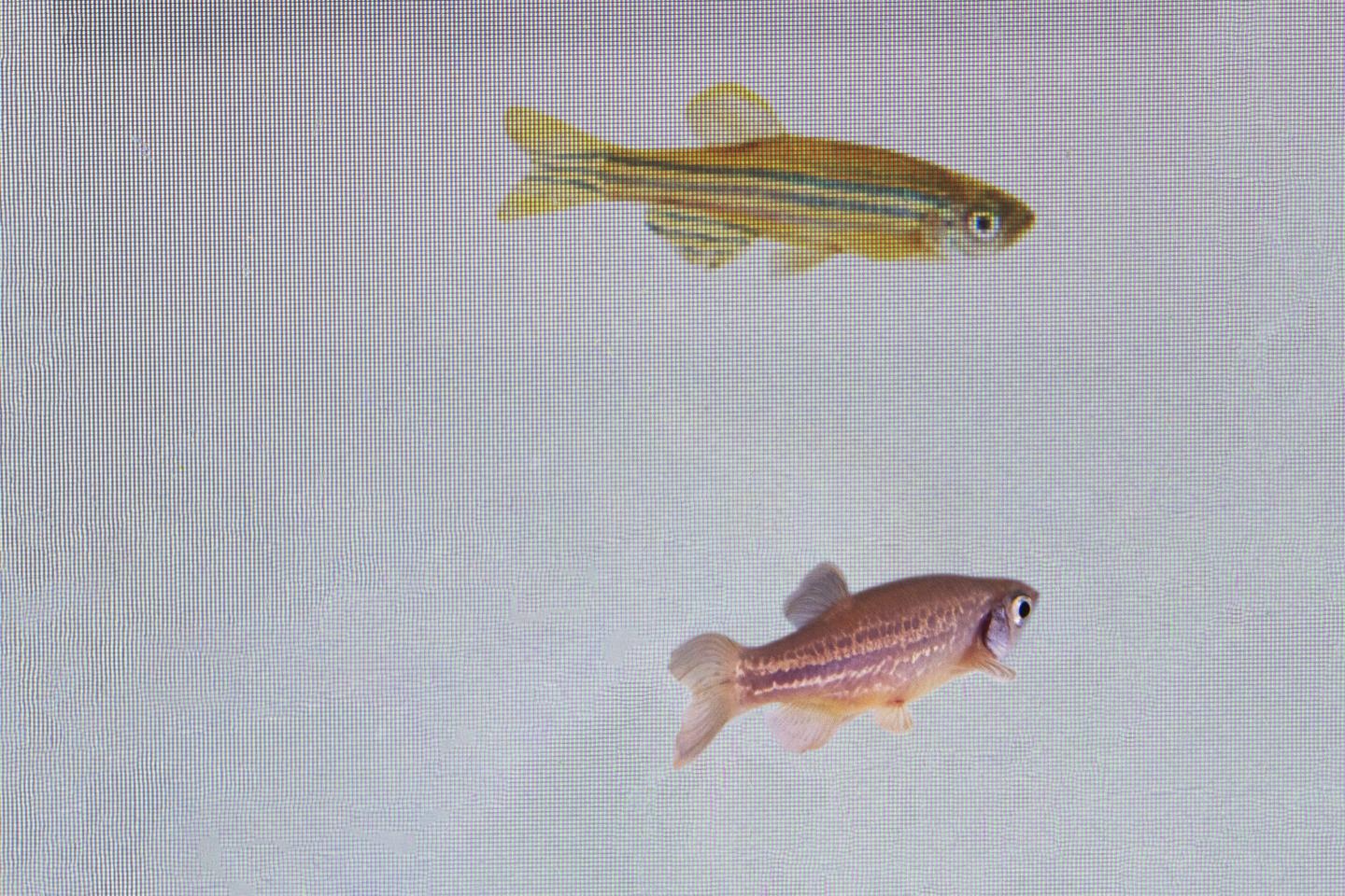 Zebrafish