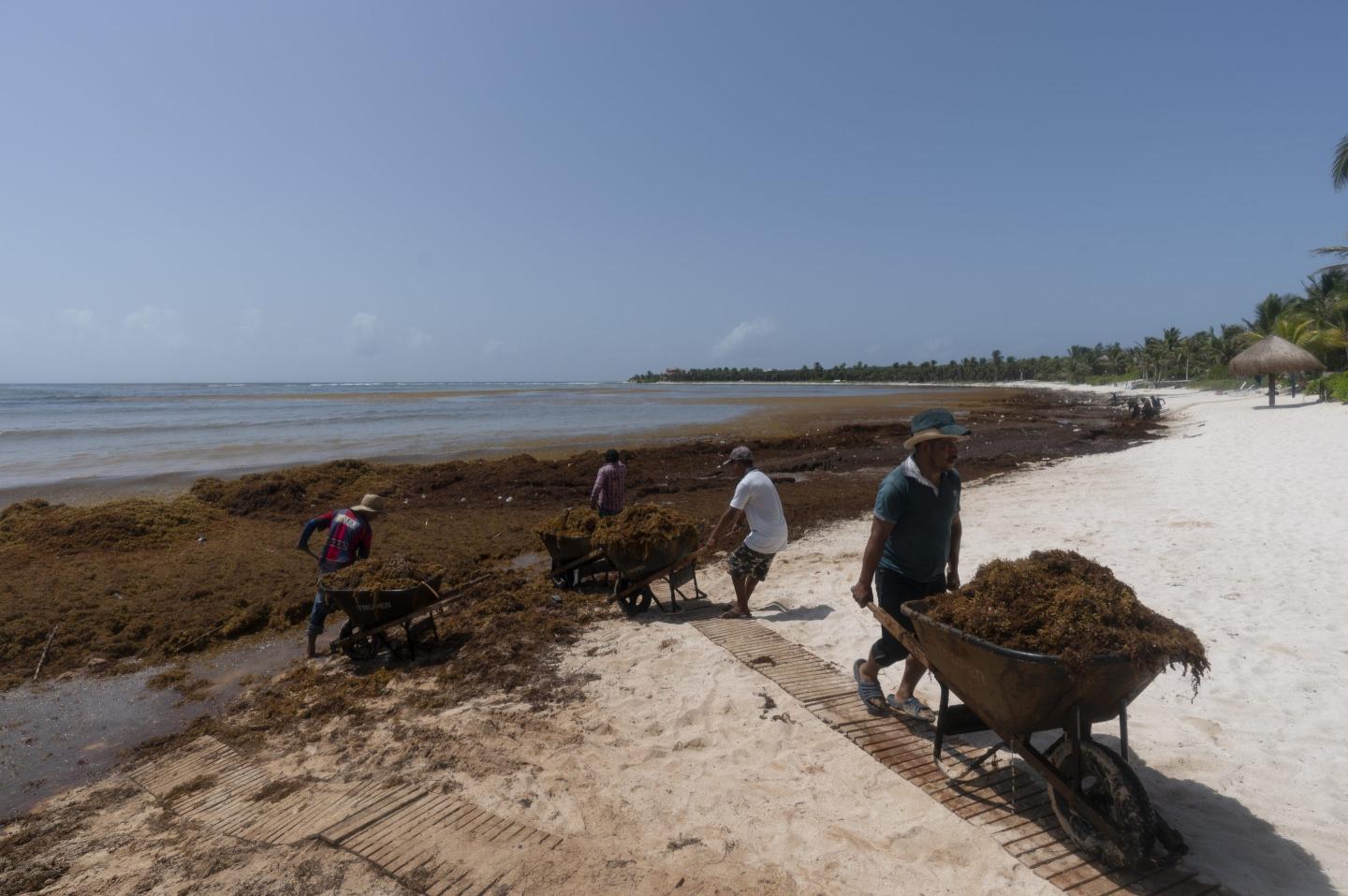 A 5,000-mile wide belt of seaweed is scheduled to wash ashore on Atlantic beaches and vex hotel workers