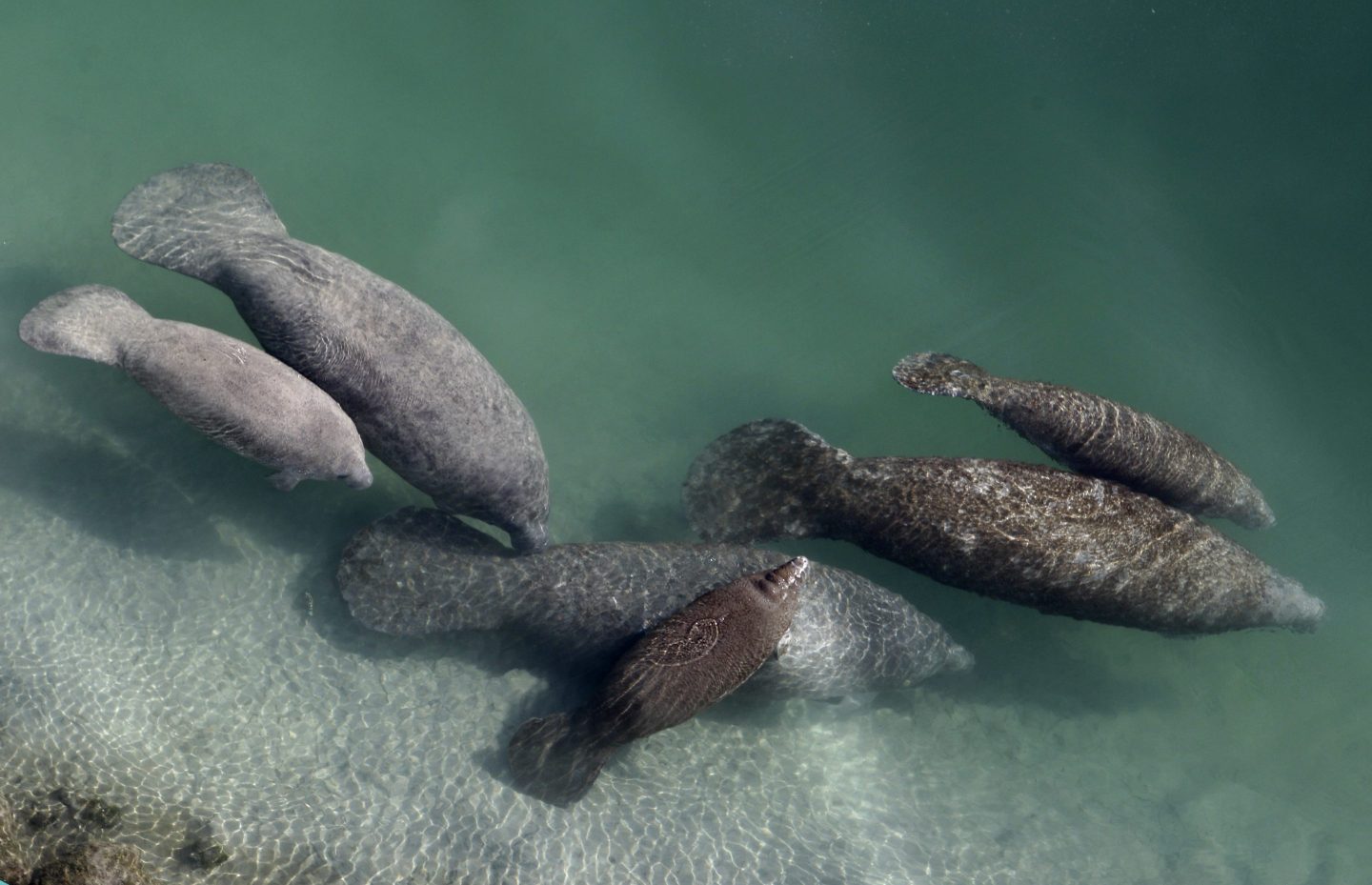 A group of manatees are pictured in a canal where discharge from a nearby Florida Power & Light plant warms the water in Fort Lauderdale, Fla., Dec. 28, 2010.