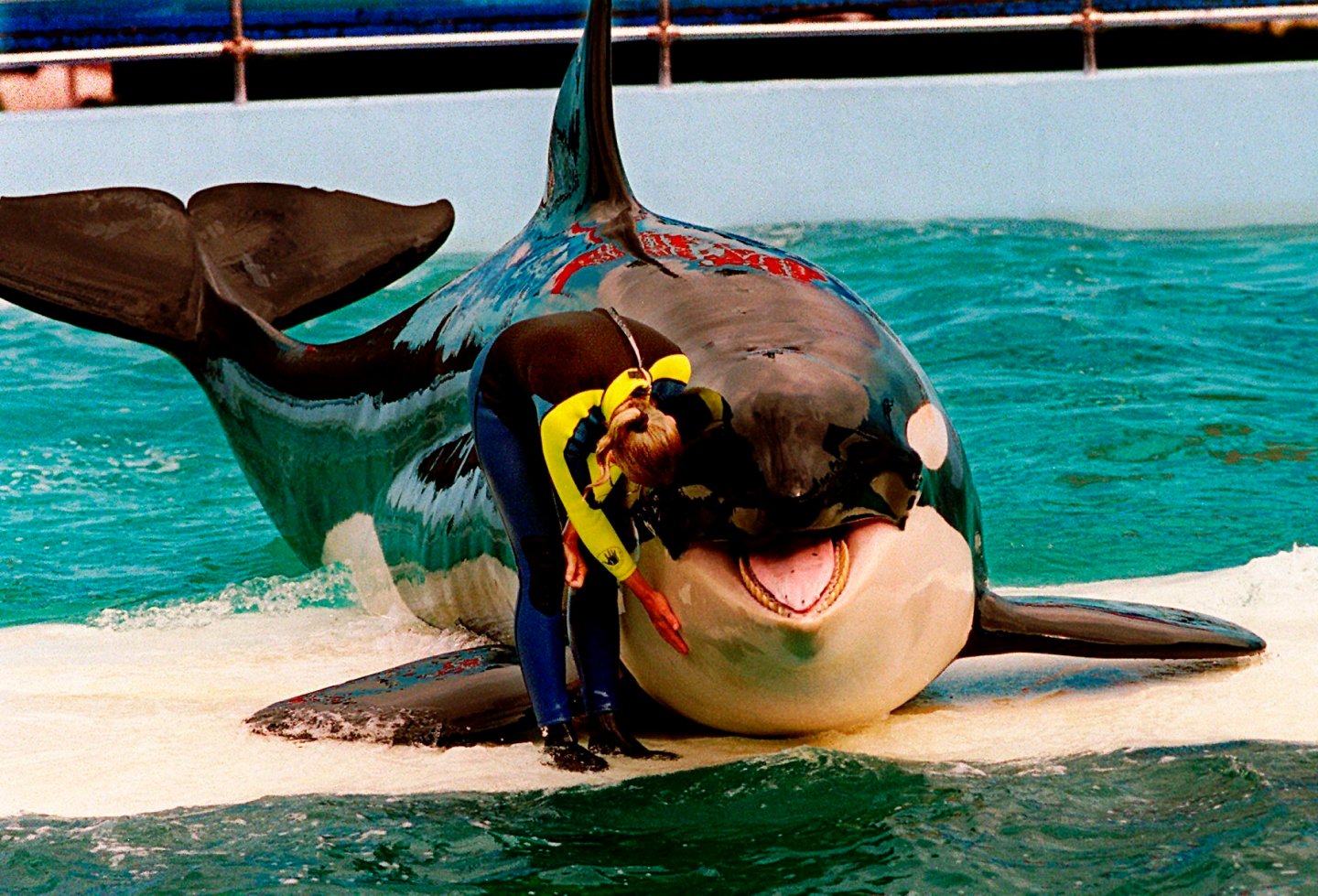 Trainer Marcia Hinton pets Lolita, a captive orca whale, during a performance at the Miami Seaquarium in Miami on March 9, 1995.