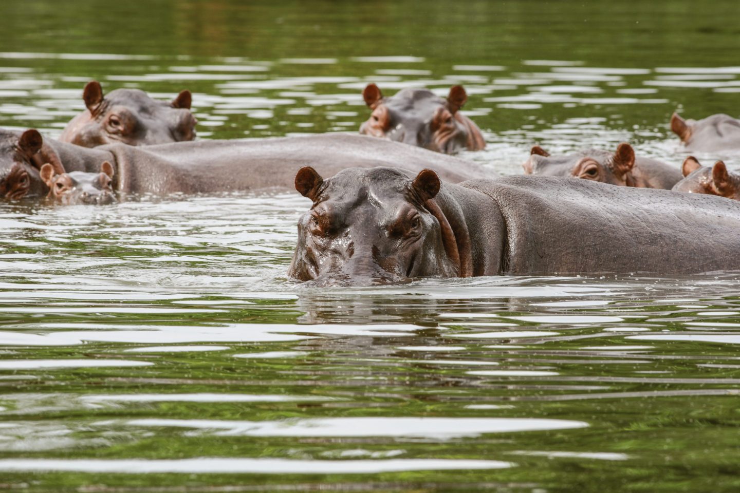 Hippos are seen swimming close to the Magdalena River in Doradal, Colombia on March 29, 2022.