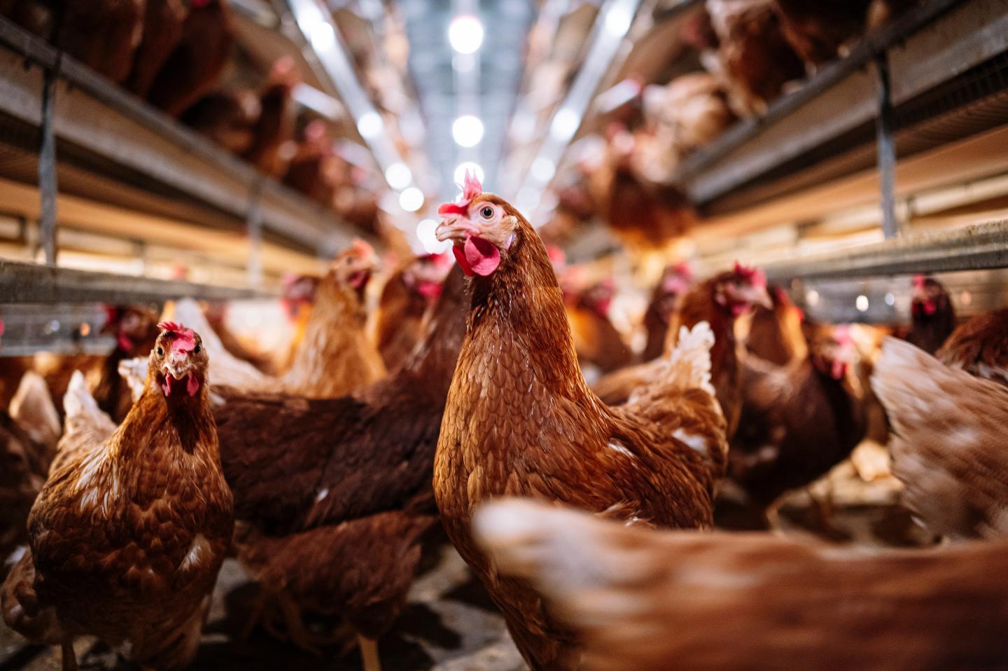 Thousands of chickens in a barn