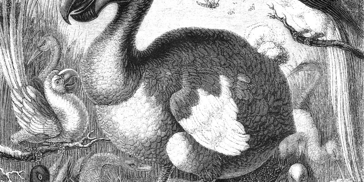 Bringing back extinct Dodo bird is an ethical minefield | Fortune