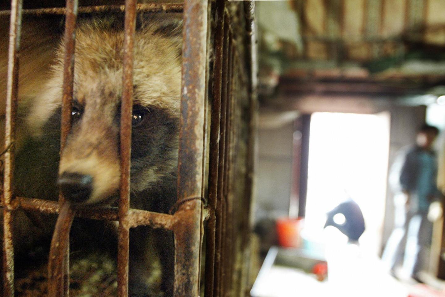 A raccoon dog destined for the dinner table looks out of its cage in Xin Yuan wild animal market in the southern Chinese city of Guangzhou on Jan. 6, 2004. The World Health Organization has obtained information pointing to the presence of raccoon dogs—a species suspected by some of initially spreading COVID-19 to humans—at the Wuhan market tied to the virus’s early days, officials said Friday.