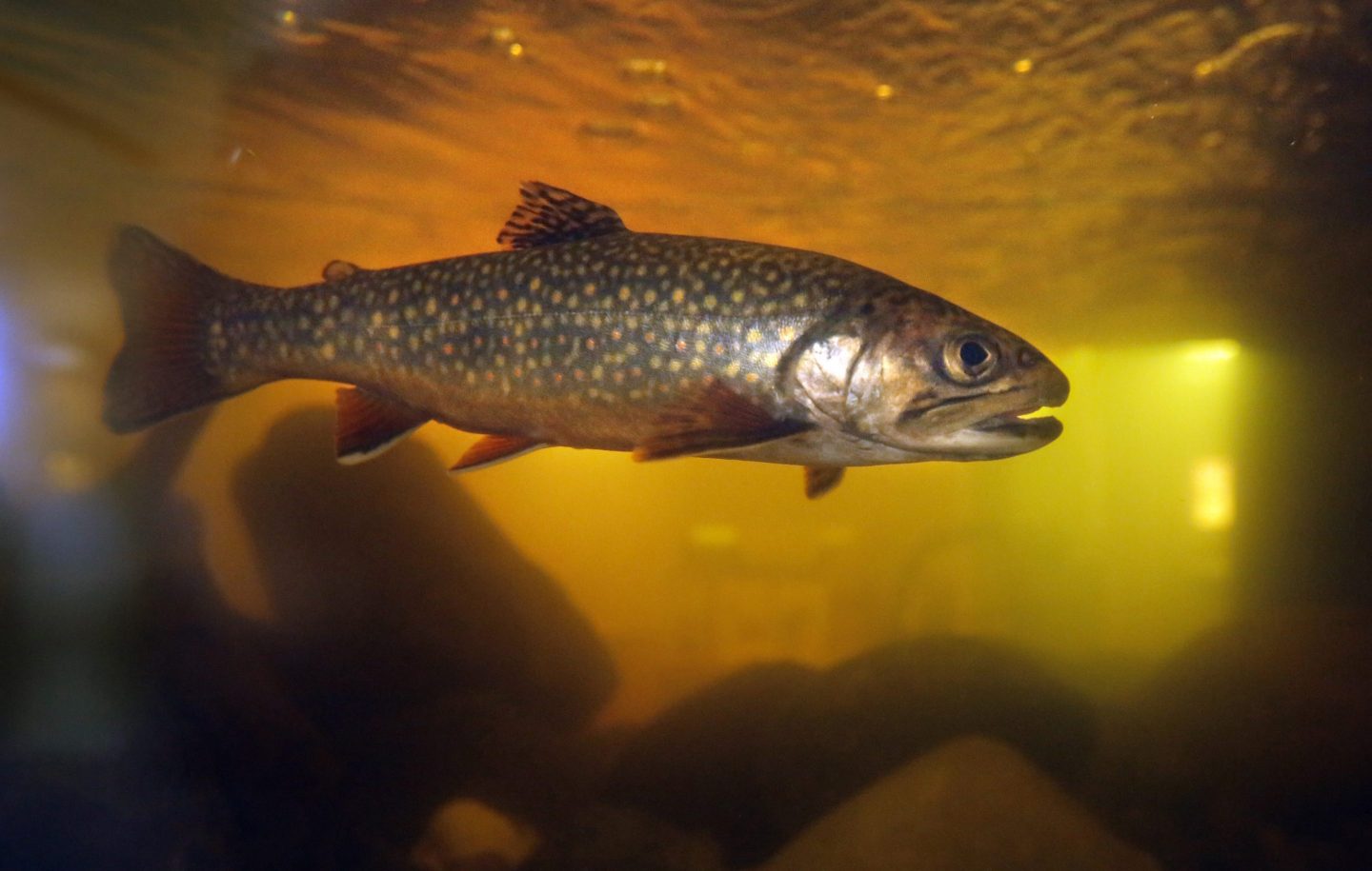 Salmon are at the center of a controversy over building dams in Maine.