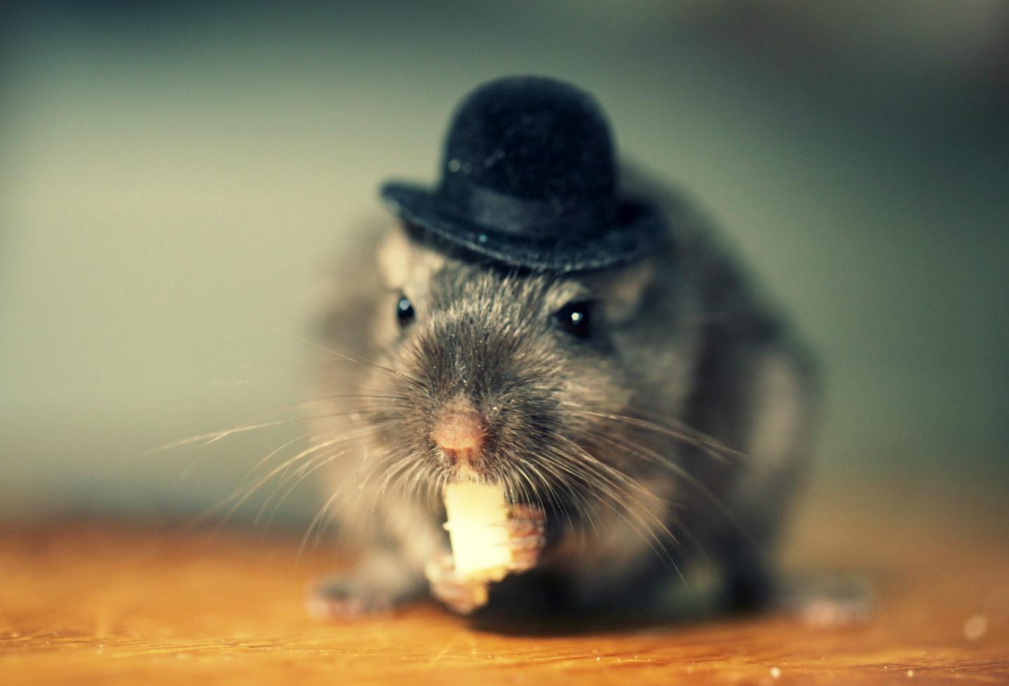 small gerbil wearing a tiny hat.