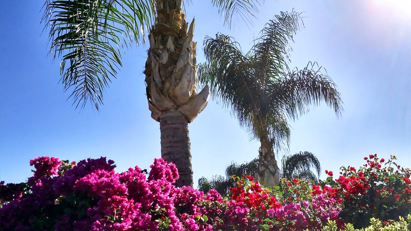 Brilliant bougainvillea flowers along fences in Southern California and palm trees in Loma Linda