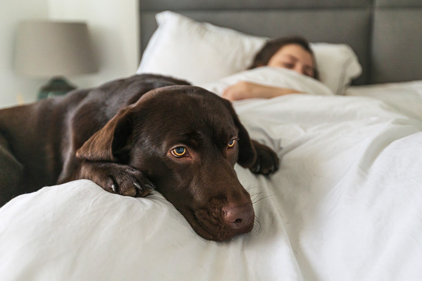 Dog in bed with girl sleeping.