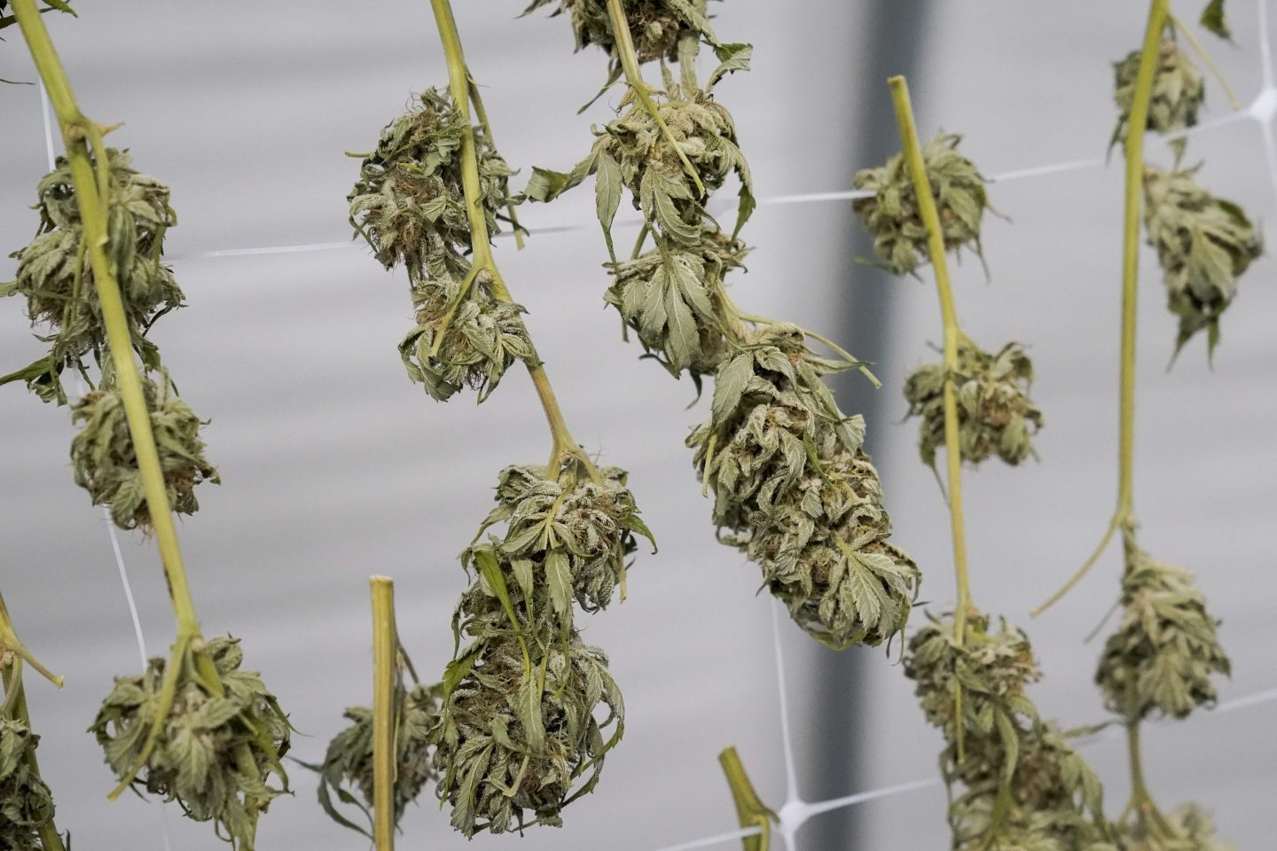 Marijuana plants for the adult recreational market are seen hanging in a drying room at a farm in Suffolk County, N.Y., Oct. 4, 2022.