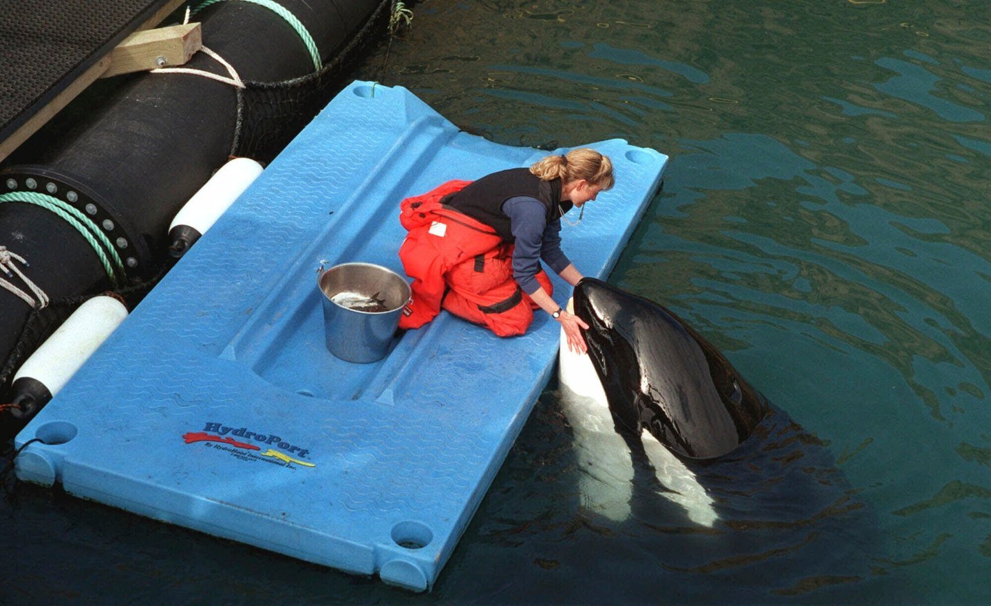 Karen McRea feeds frozen fish to Keiko, star of the movie "Free Willy," in his pen off the coast of Westman Islands, Iceland, on April 22, 1999.