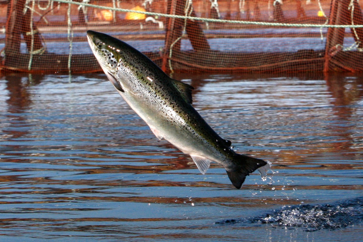 An Atlantic salmon leaps out of the water at a Cooke Aquaculture farm pen on Oct. 11, 2008, near Eastport, Maine.