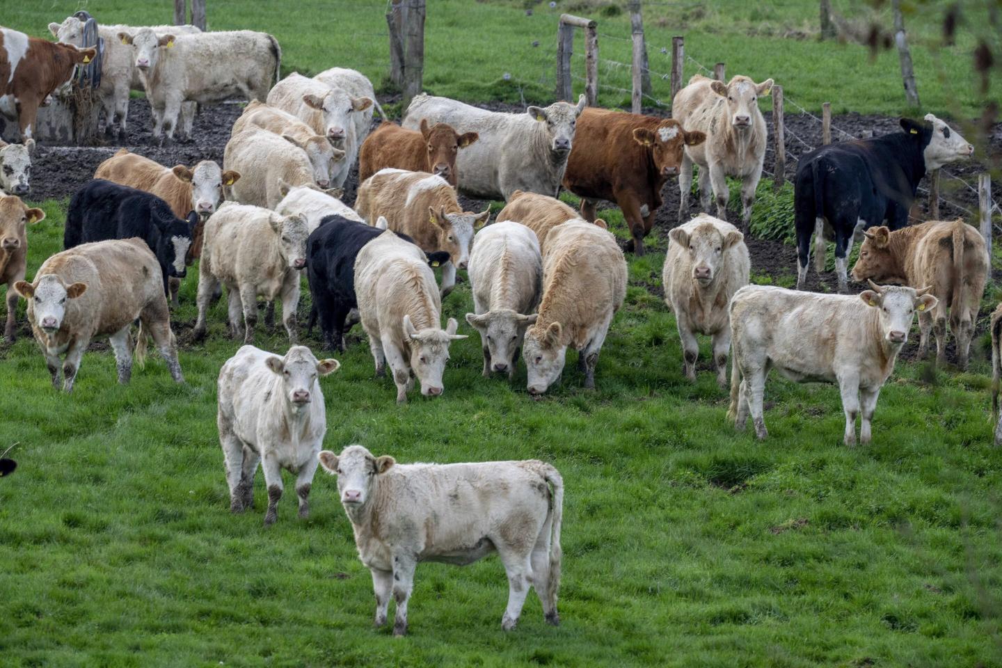 Scientists are worried about the rise in methane emissions as the world heats up and ‘cows in particular’ are to blame