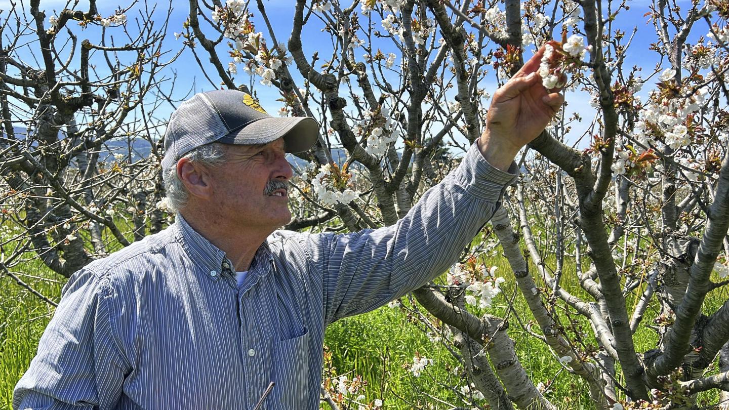 California’s wet winter was rough on bees but a burst of wildflowers could still mean a great year for honey