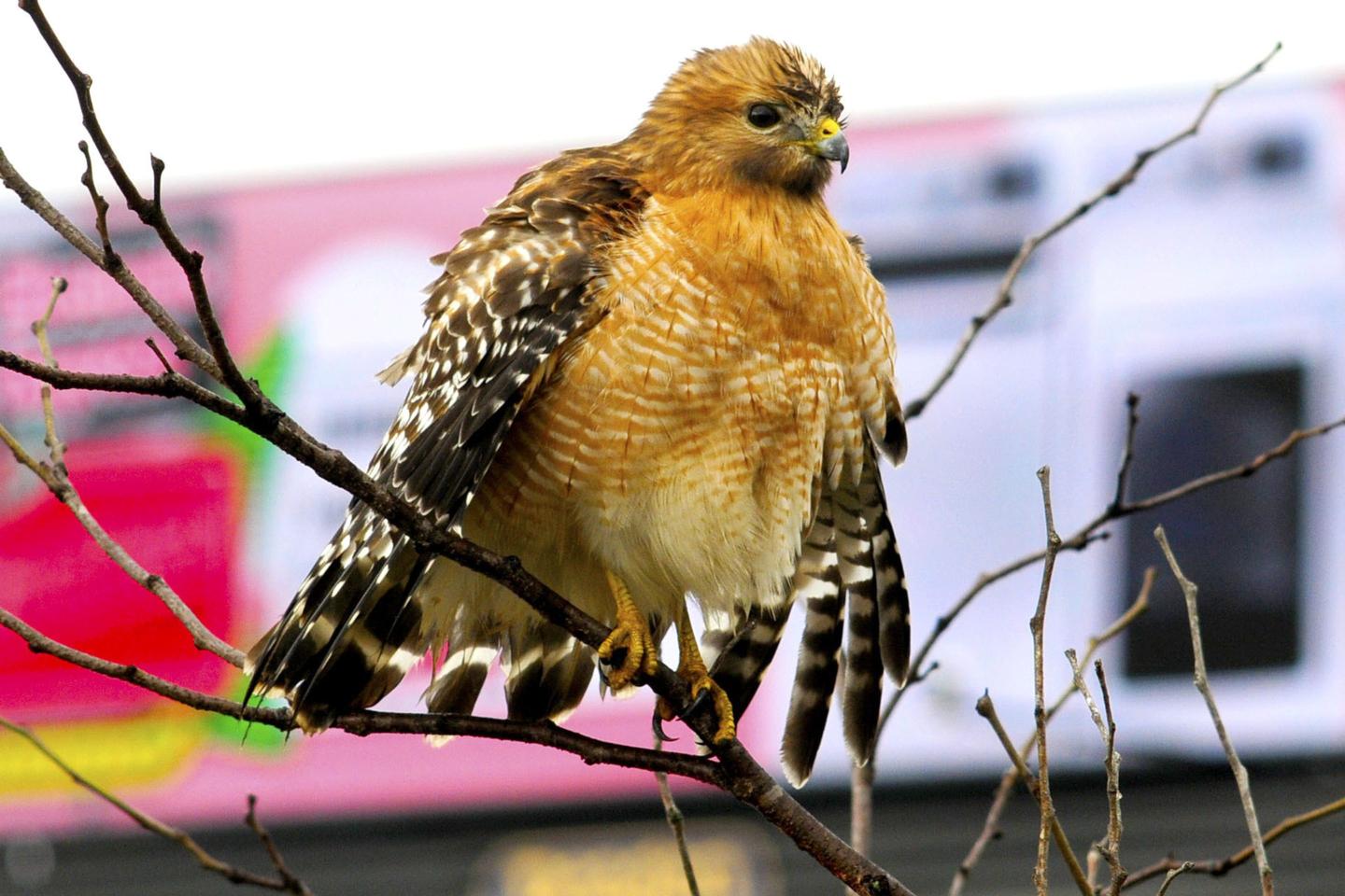 New Jersey might fine itself for destroying a bird habitat it swore to protect
