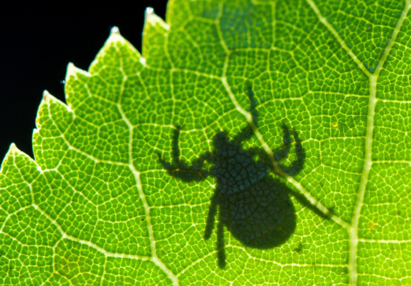 Warmer weather means the start of tick season— and an increased threat of Lyme disease