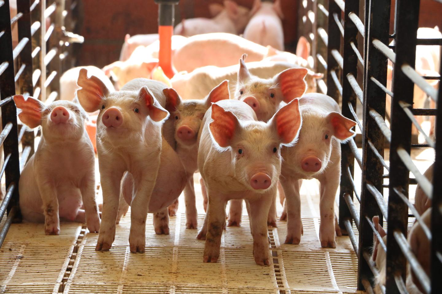 Hog processing plants risk going out of business because inflation has made pork so expensive