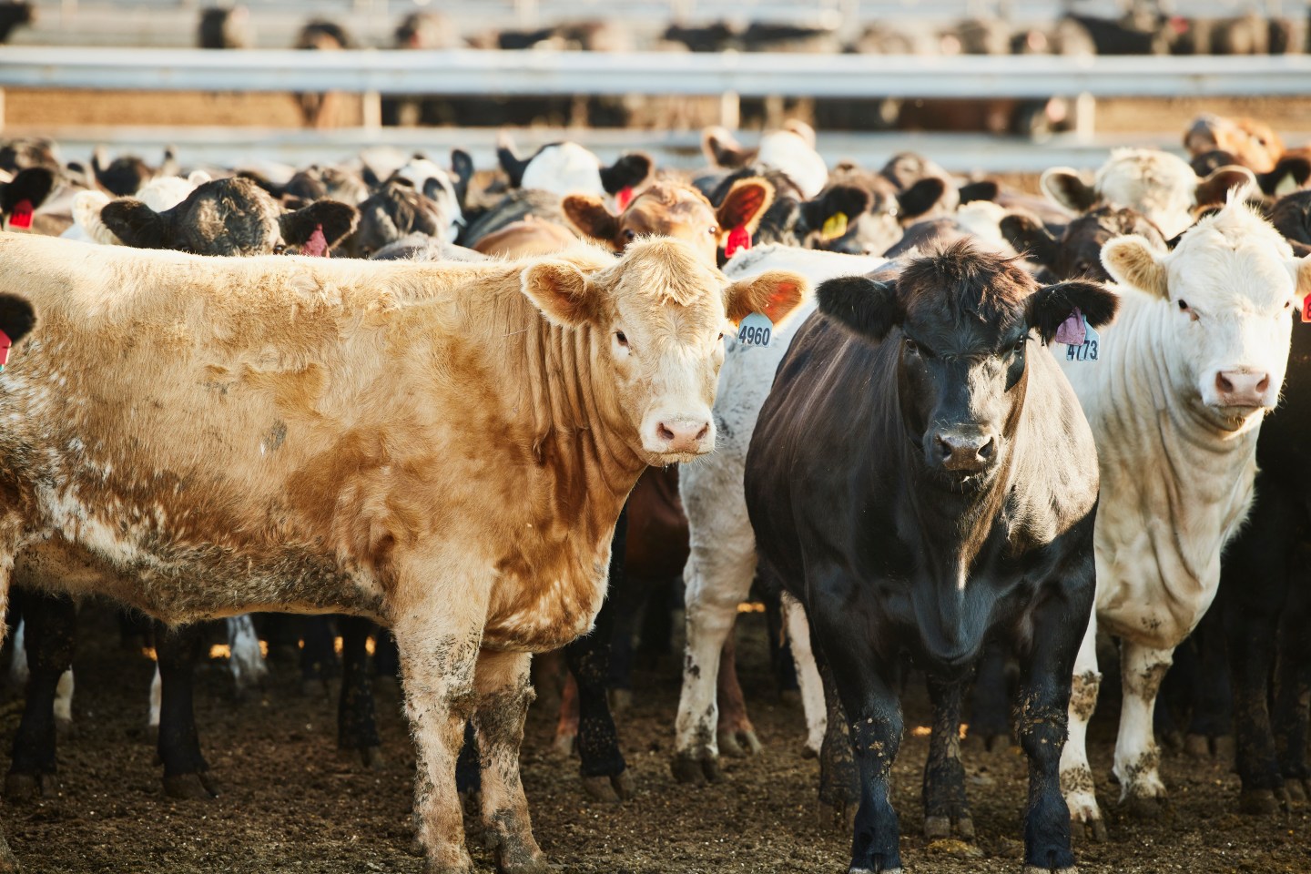 Wide shot of cattle standing in pen on summer morning.